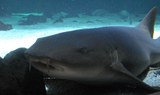 Lanzarote shark diving