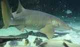shark diving in Aquarium of Lanzarote