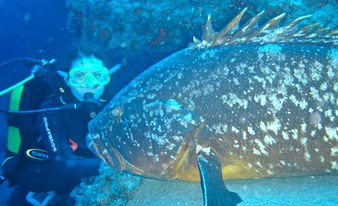 Single dive and diving packages in Lanzarote