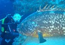 discover marine life through diving in Lanzarote