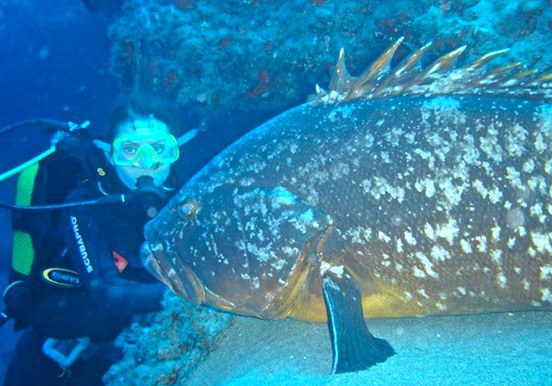 discover marine life through diving in Lanzarote