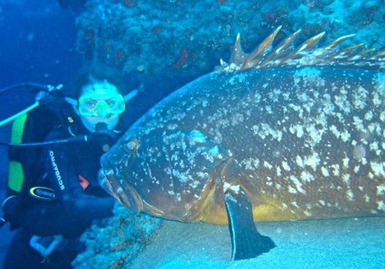 discover marine life through diving in Lanzarote