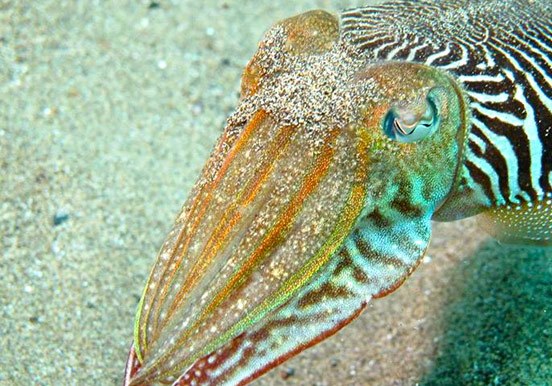 marine life in Lanzarote underwater