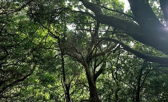 Anaga Hike - Mountain and Sea (3h)