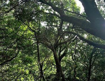 Anaga Hike - Mountain and Sea (3h)
