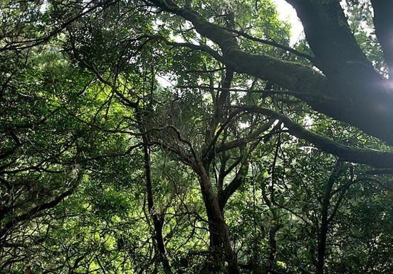 Laurel forest in Anaga Tenerife