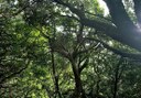 Laurel forest in Anaga Tenerife