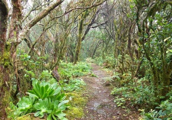Enchanting laurisilva forest of Anaga.jpg