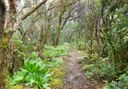 Enchanting laurisilva forest of Anaga.jpg