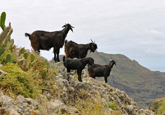 hike via Taborno in Anaga