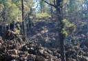 explore Teide forest via quad adventure