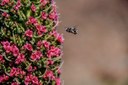 Teide flora and fauna.jpg