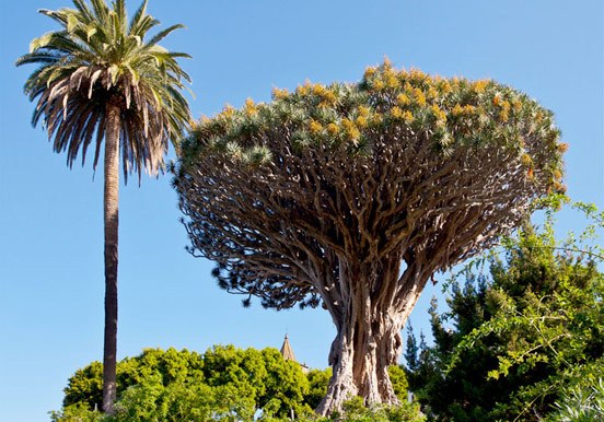 visit the ancient Dragon Tree in Tenerife