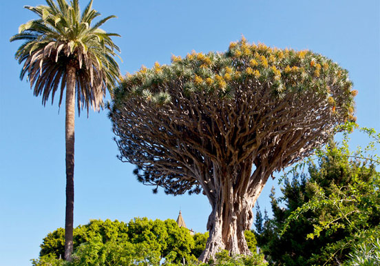 visit the ancient Dragon Tree in Tenerife