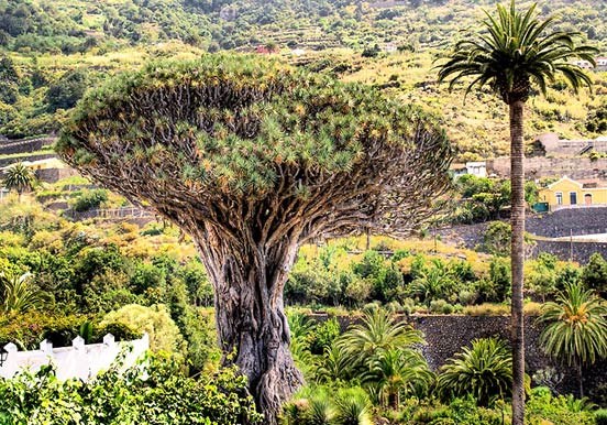 visit the Dragon Tree in Icod de los Vinos