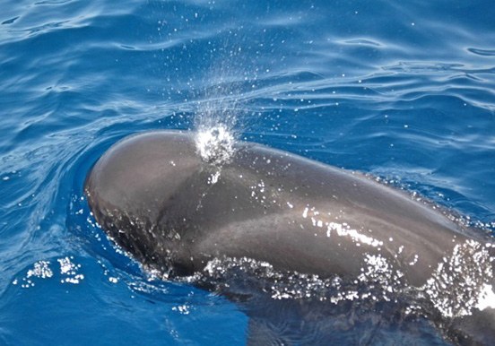 whale in Tenerife