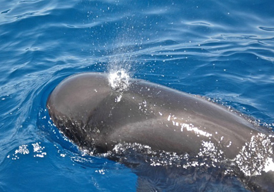 whale in Tenerife