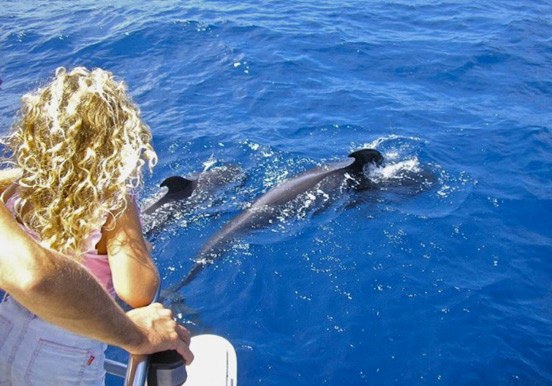 whale watching in Tenerife