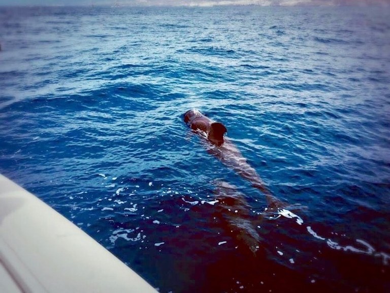 Spot whale while on boat trips.jpg