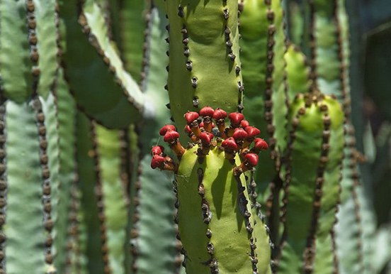 cactus at botanical garden of Pirámides de Güímar