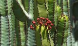 cactus at botanical garden of Pirámides de Güímar