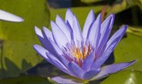 flower species at botanical garden in Pirámides de Güímar