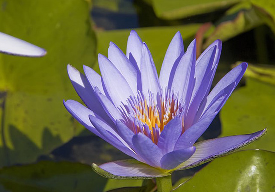 flower species at botanical garden in Pirámides de Güímar