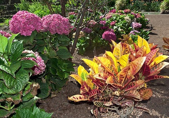 Pirámides de Güímar botanical garden