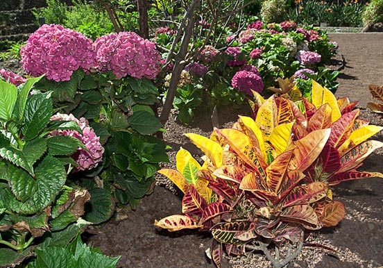 Pirámides de Güímar botanical garden