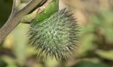 see endemic plants at botanical route in Pirámides de Güímar