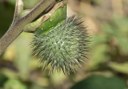 see endemic plants at botanical route in Pirámides de Güímar