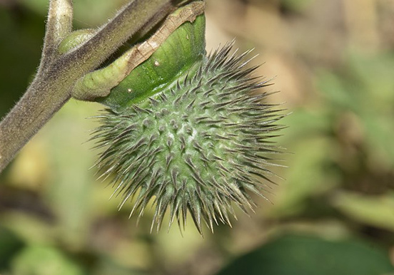 see endemic plants at botanical route in Pirámides de Güímar