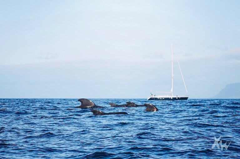 Amazing pod of whales in Tenerife-min.jpg