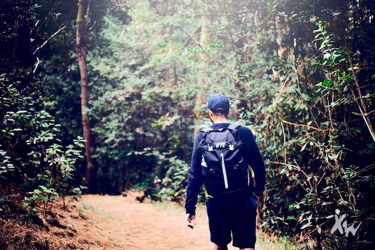 Tenerife hike in laurisilva forest.jpg