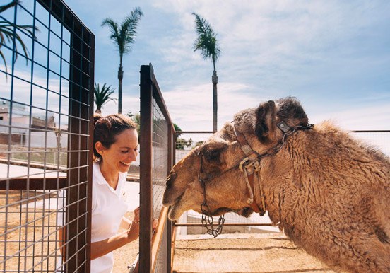 camel ride at La Granja Verde in Tenerife