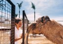 camel ride at La Granja Verde in Tenerife