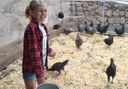 chickens at La Granja Verde in Tenerife