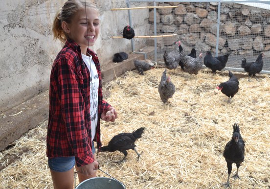 chickens at La Granja Verde in Tenerife