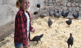 chickens at La Granja Verde in Tenerife