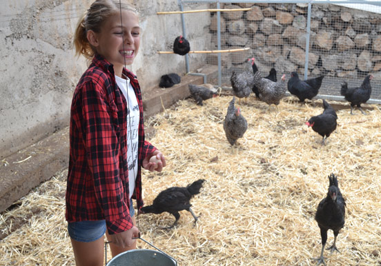 chickens at La Granja Verde in Tenerife