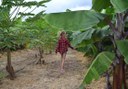 fruit orchard at La Granja Verde in Tenerife