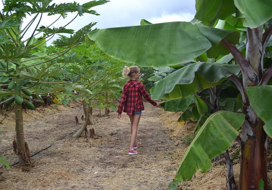 fruit orchard at La Granja Verde in Tenerife