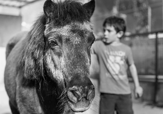 horse at La Granja Verde in Tenerife