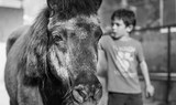 horse at La Granja Verde in Tenerife
