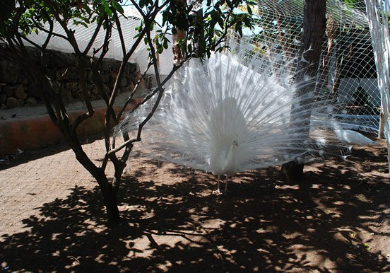 indigenous Canarian bird at La Granja Verde