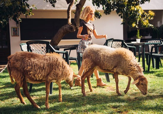 sheep at La Granja Verde in Tenerife