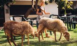 sheep at La Granja Verde in Tenerife