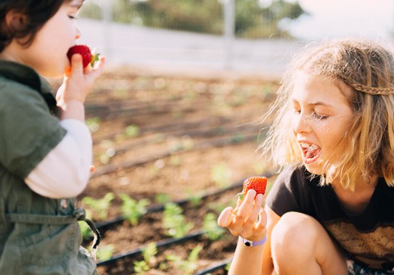strawberry farm at La Granja Verde in Tenerife