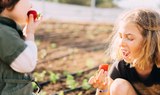 strawberry farm at La Granja Verde in Tenerife