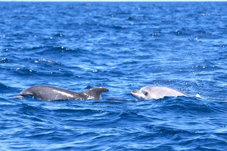 see dolphins in Palm Mar